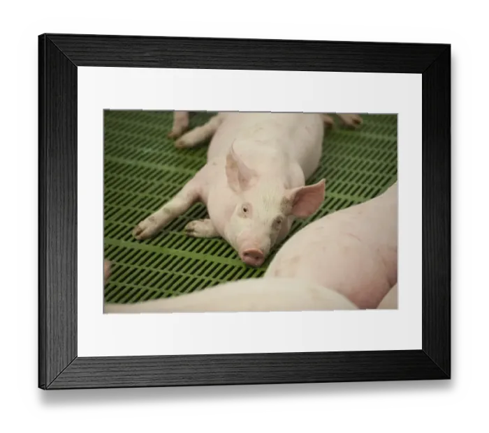 Framed Print : Pig farming, eleven-week old weaners, resting on slats in indoor unit, Lancashire, England, November Framed Print : Pig farming, eleven-week old weaners, resting on slats in indoor unit, Lancashire, England, November