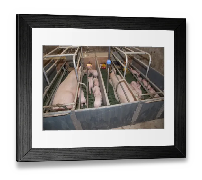 Framed Print : Pig farming, sows and three-weeks old piglets, in farrowing pens, Yorkshire, England, October Framed Print : Pig farming, sows and three-weeks old piglets, in farrowing pens, Yorkshire, England, October