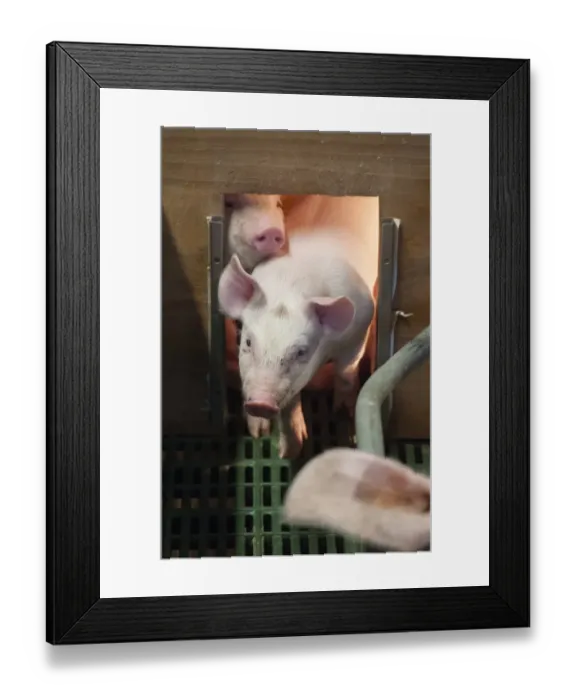 Framed Print : Pig farming, three-weeks old piglets, under heat lamp in farrowing pen, Yorkshire, England, October