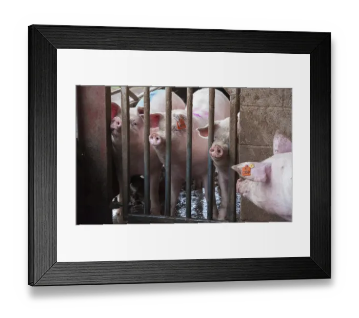Framed Print : Pig farming, gilts in service pen, Yorkshire, England, October Framed Print : Pig farming, gilts in service pen, Yorkshire, England, October