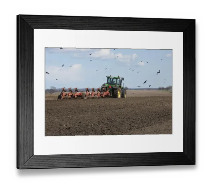 Framed Print : John Deere 7920 tractor pulling seven furrow plough, followed by Rook (Corvus frugilegus) flock, Skane, Sweden, spring Framed Print : John Deere 7920 tractor pulling seven furrow plough, followed by Rook (Corvus frugilegus) flock, Skane, Sweden, spring