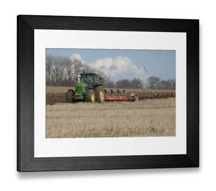Framed Print : John Deere 4255 tractor pulling Kverneland plough, followed by Black-headed Gull and Rook flock, Skane, Sweden, spring Framed Print : John Deere 4255 tractor pulling Kverneland plough, followed by Black-headed Gull and Rook flock, Skane, Sweden, spring