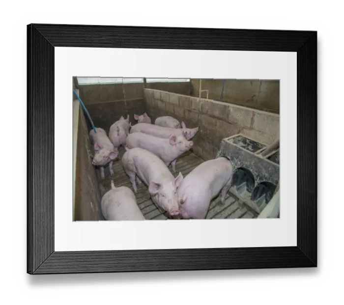 Framed Print : Pig farming, fattening pigs in slatted pen, Yorkshire, England, October Framed Print : Pig farming, fattening pigs in slatted pen, Yorkshire, England, October