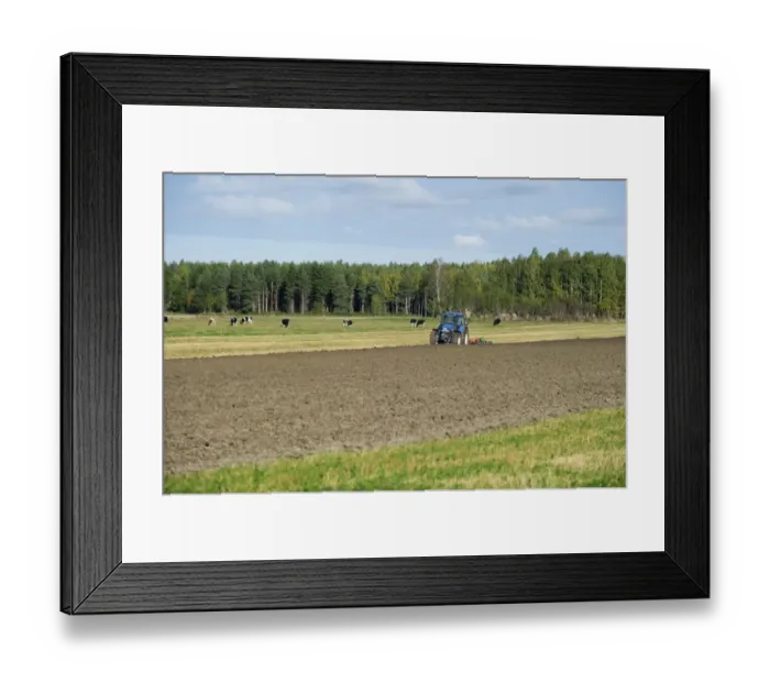 Framed Print : Tractor ploughing arable field, beside cattle herd in pasture, Sweden, september Framed Print : Tractor ploughing arable field, beside cattle herd in pasture, Sweden, september