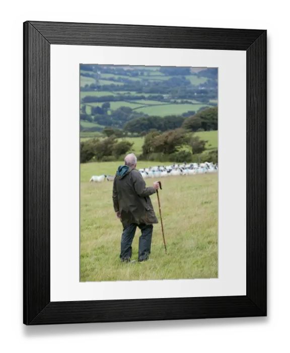 Framed Print : Sheep farming, shepherd with crook working sheepdog on flock of sheep in pasture, Devon, England, August Framed Print : Sheep farming, shepherd with crook working sheepdog on flock of sheep in pasture, Devon, England, August