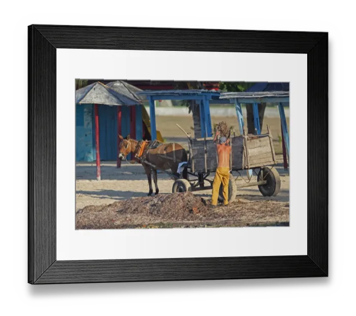 Framed Print : Man collecting seaweed from beach for fertilizer, loading cart pulled by mule, Zapata Peninsula, Matanzas Province Framed Print : Man collecting seaweed from beach for fertilizer, loading cart pulled by mule, Zapata Peninsula, Matanzas Province