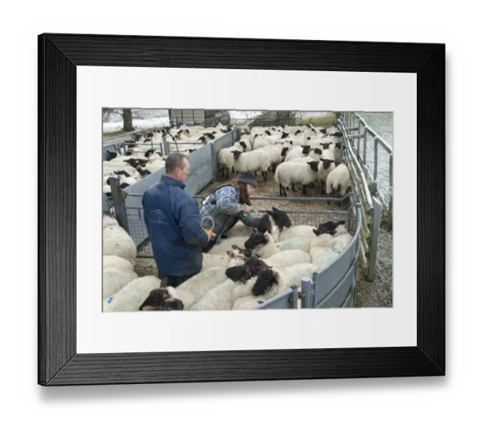 Framed Print : Sheep farming, farmers drenching and vaccinating suffolk cross ewe lambs, Hyde Heath, Buckinghamshire, England Framed Print : Sheep farming, farmers drenching and vaccinating suffolk cross ewe lambs, Hyde Heath, Buckinghamshire, England