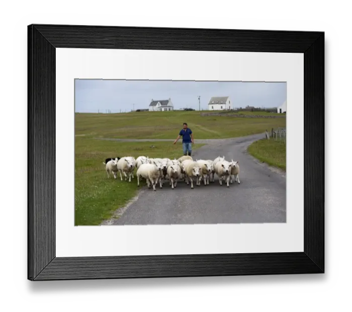Framed Print : Sheep farming, crofter moving flock along road, Isle of Tiree, Inner Hebrides, Scotland, August