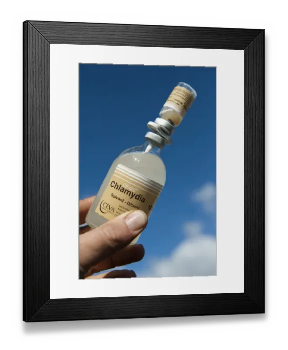 Framed Print : Sheep farming, close-up of farmer mixing live Enzootic Abortion vaccine prior to administering to sheep, Cumbria Framed Print : Sheep farming, close-up of farmer mixing live Enzootic Abortion vaccine prior to administering to sheep, Cumbria