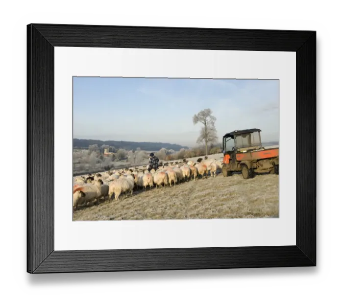 Framed Print : Sheep farming, farmer feeding flock of in lamb ewes on cold frosty winter morning, Gade Valley, near Great Gaddesden Framed Print : Sheep farming, farmer feeding flock of in lamb ewes on cold frosty winter morning, Gade Valley, near Great Gaddesden