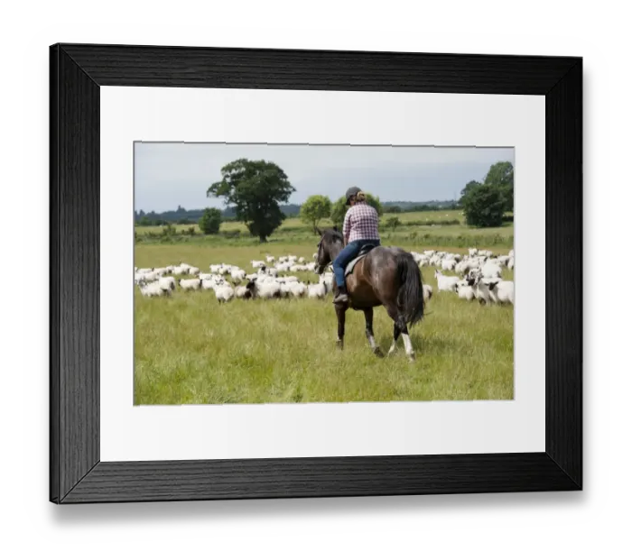 Framed Print : Sheep farming, woman shepherding sheep on horseback, mustering flock in lowland pasture, England, July Framed Print : Sheep farming, woman shepherding sheep on horseback, mustering flock in lowland pasture, England, July