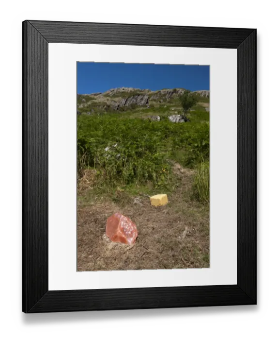 Framed Print : Sheep farming, salt mineral lick on moorland, put out for sheep to keep them healthy, Powys, Wales, July Framed Print : Sheep farming, salt mineral lick on moorland, put out for sheep to keep them healthy, Powys, Wales, July