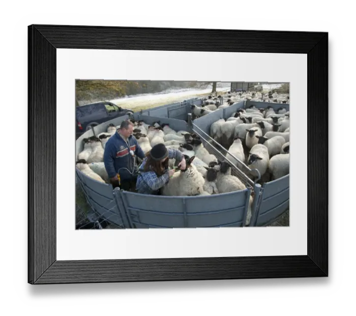 Framed Print : Sheep farming, farmers drenching and vaccinating suffolk cross ewe lambs, Hyde Heath, Buckinghamshire, England