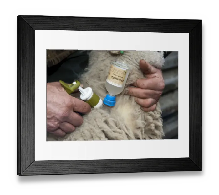 Framed Print : Sheep farming, close-up of farmer injecting Swaledale sheep with Enzootic Abortion vaccine using automatic syringe