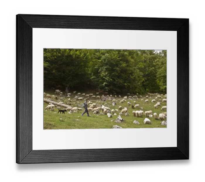Framed Print : Sheep farming, shepherd with sheepdog, flock grazing along edge of upland beechwood, Piatra Craiului Mountains Framed Print : Sheep farming, shepherd with sheepdog, flock grazing along edge of upland beechwood, Piatra Craiului Mountains
