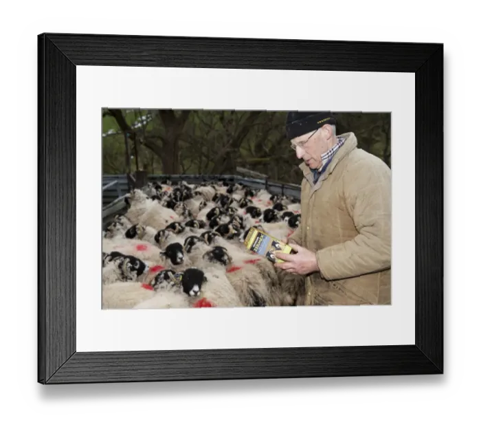 Framed Print : Sheep farming, farmer reading instructions on Zermex medicine packet to treat parasites, with Swaledale sheep, Cumbria Framed Print : Sheep farming, farmer reading instructions on Zermex medicine packet to treat parasites, with Swaledale sheep, Cumbria