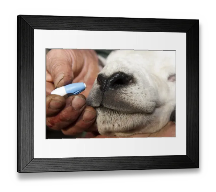 Framed Print : Sheep farming, shepherd using sterile single use pin on Texel ram nose to extract blood for Scrapie genotype testing Framed Print : Sheep farming, shepherd using sterile single use pin on Texel ram nose to extract blood for Scrapie genotype testing