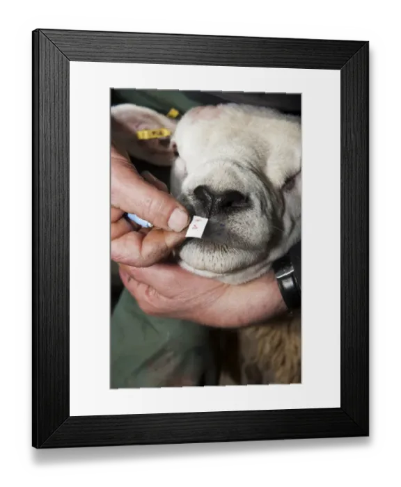 Framed Print : Sheep farming, shepherd using sterile single use pin on Texel ram nose to extract blood for Scrapie genotype testing Framed Print : Sheep farming, shepherd using sterile single use pin on Texel ram nose to extract blood for Scrapie genotype testing
