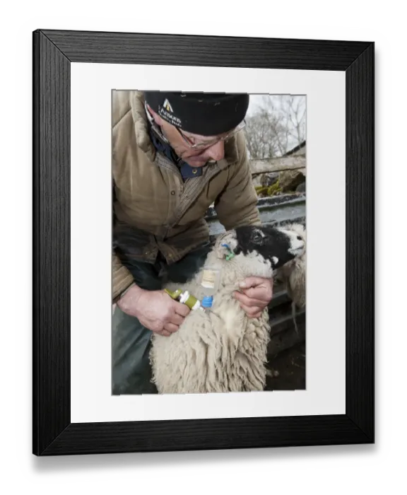 Framed Print : Sheep farming, farmer injecting Swaledale sheep with Enzootic Abortion vaccine using automatic syringe, Cumbria Framed Print : Sheep farming, farmer injecting Swaledale sheep with Enzootic Abortion vaccine using automatic syringe, Cumbria