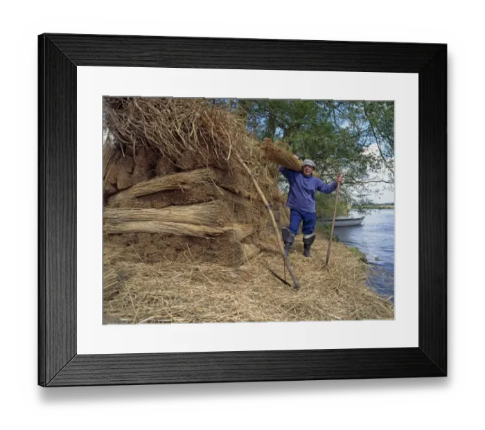 Framed Print : Reed cutting, reedcutter with bundles of cut reeds, How Hill, River Ant, The Broads N. P. Norfolk, England Framed Print : Reed cutting, reedcutter with bundles of cut reeds, How Hill, River Ant, The Broads N. P. Norfolk, England