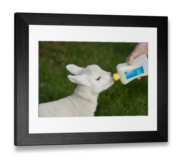 Framed Print : Sheep farming, shepherd feeding orphaned pet lamb with bottle of milk, England, April Framed Print : Sheep farming, shepherd feeding orphaned pet lamb with bottle of milk, England, April