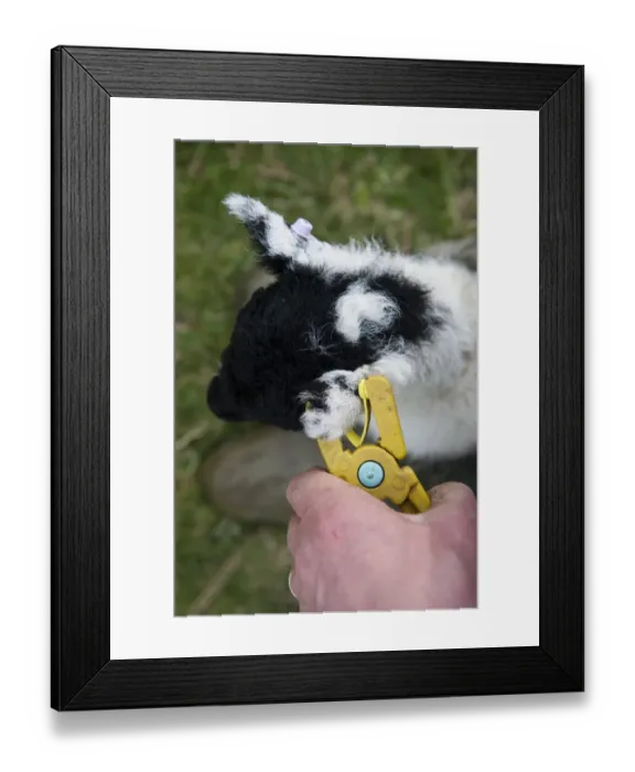 Framed Print : Sheep farming, shepherd tagging ear of young lamb with electronic tag (EID), England, May Framed Print : Sheep farming, shepherd tagging ear of young lamb with electronic tag (EID), England, May