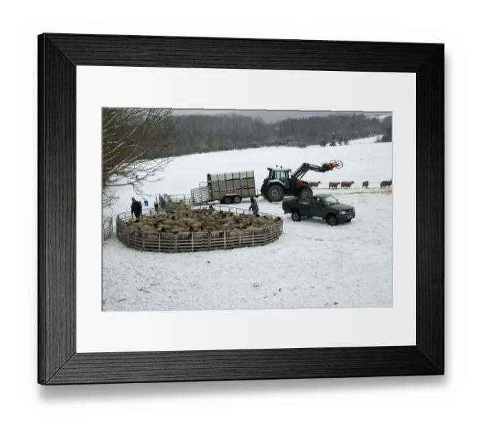 Framed Print : Sheep farming, farmers penning up flock in snow, ready for sorting for market and worming, Wendover, Buckinghamshire Framed Print : Sheep farming, farmers penning up flock in snow, ready for sorting for market and worming, Wendover, Buckinghamshire