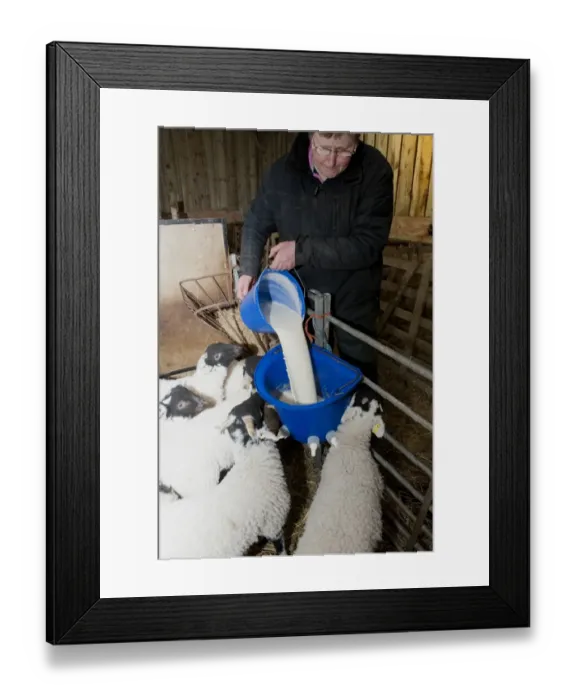Framed Print : Sheep farming, farmer pouring milk into bucket feeder, feeding orphaned lambs, England, May Framed Print : Sheep farming, farmer pouring milk into bucket feeder, feeding orphaned lambs, England, May