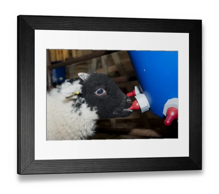 Framed Print : Sheep farming, orphaned lamb feeding on milk from bucket feeder, England, May Framed Print : Sheep farming, orphaned lamb feeding on milk from bucket feeder, England, May