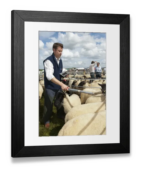 Framed Print : Sheep farming, stockman checking sheep with electronic identification device at sale, Thame Sheep Fair, Oxfordshire Framed Print : Sheep farming, stockman checking sheep with electronic identification device at sale, Thame Sheep Fair, Oxfordshire