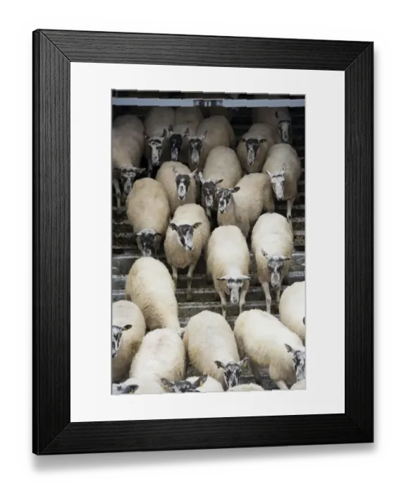 Framed Print : Sheep farming, unloading mule sheep from livestock trailer at sale, Thame Sheep Fair, Oxfordshire, England, August Framed Print : Sheep farming, unloading mule sheep from livestock trailer at sale, Thame Sheep Fair, Oxfordshire, England, August