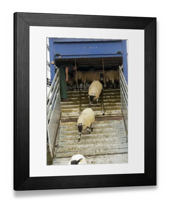 Framed Print : Sheep farming, farmer unloading sheep from livestock trailer at sale, Thame Sheep Fair, Oxfordshire, England, August Framed Print : Sheep farming, farmer unloading sheep from livestock trailer at sale, Thame Sheep Fair, Oxfordshire, England, August