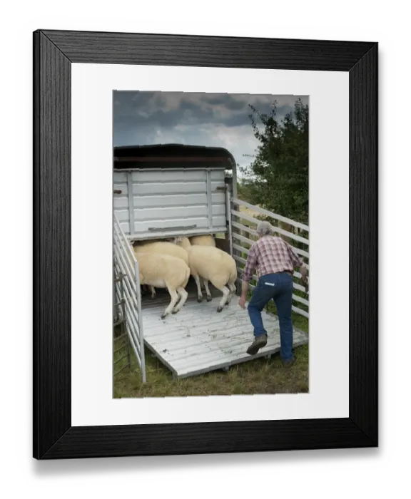 Framed Print : Sheep farming, farmer loading sheep into livestock trailer at sale, Thame Sheep Fair, Oxfordshire, England, August Framed Print : Sheep farming, farmer loading sheep into livestock trailer at sale, Thame Sheep Fair, Oxfordshire, England, August
