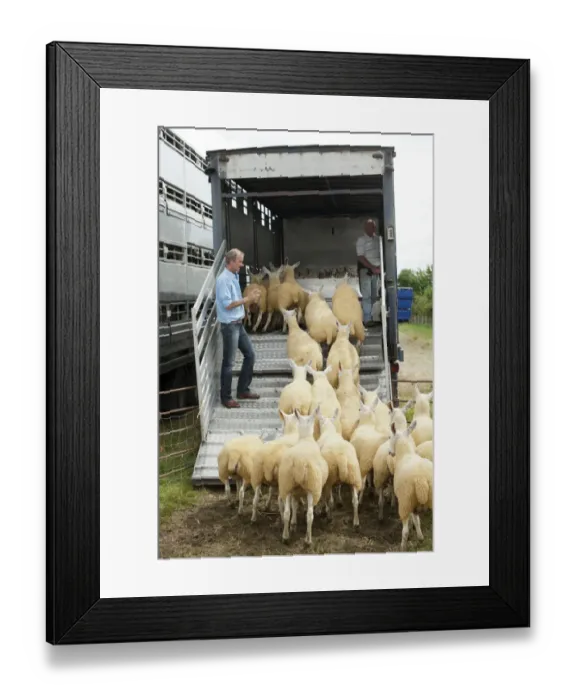 Framed Print : Sheep farming, farmer counting and loading sheep into livestock trailer at sale, Thame Sheep Fair, Oxfordshire Framed Print : Sheep farming, farmer counting and loading sheep into livestock trailer at sale, Thame Sheep Fair, Oxfordshire