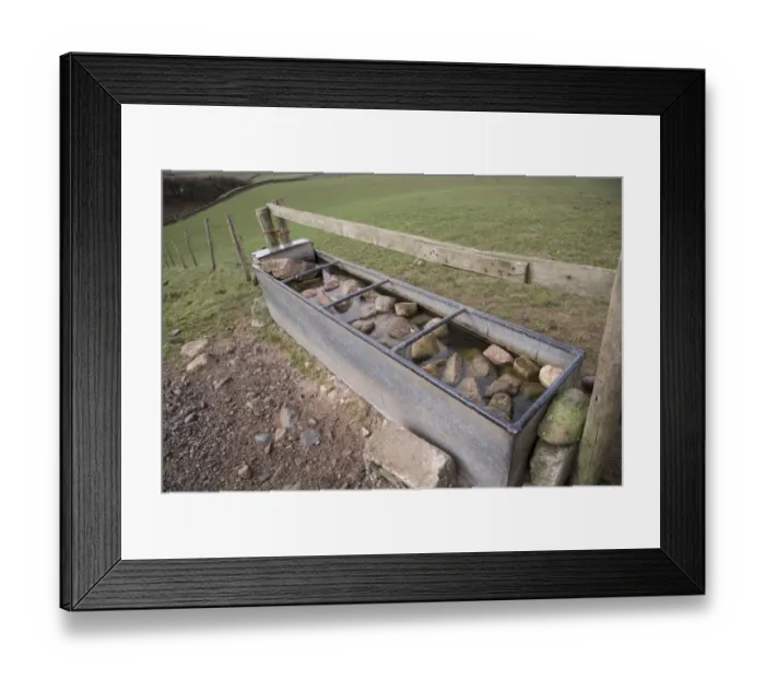 Framed Print : Sheep farming, rocks put into metal water trough to prevent lambs from drowning, Bootle, Cumbria, England, March Framed Print : Sheep farming, rocks put into metal water trough to prevent lambs from drowning, Bootle, Cumbria, England, March