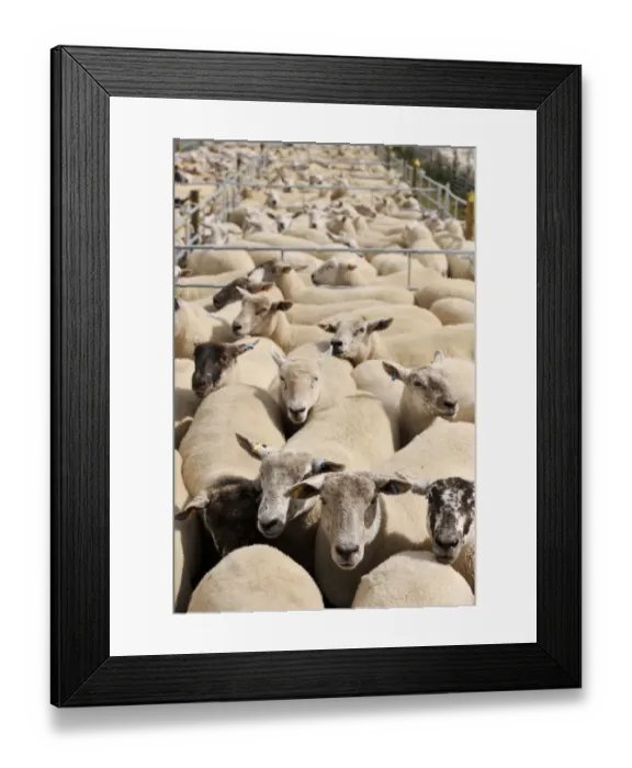 Framed Print : Sheep farming, ewes in pens, waiting to be sold at sale, Thame Sheep Fair, Oxfordshire, England, August Framed Print : Sheep farming, ewes in pens, waiting to be sold at sale, Thame Sheep Fair, Oxfordshire, England, August