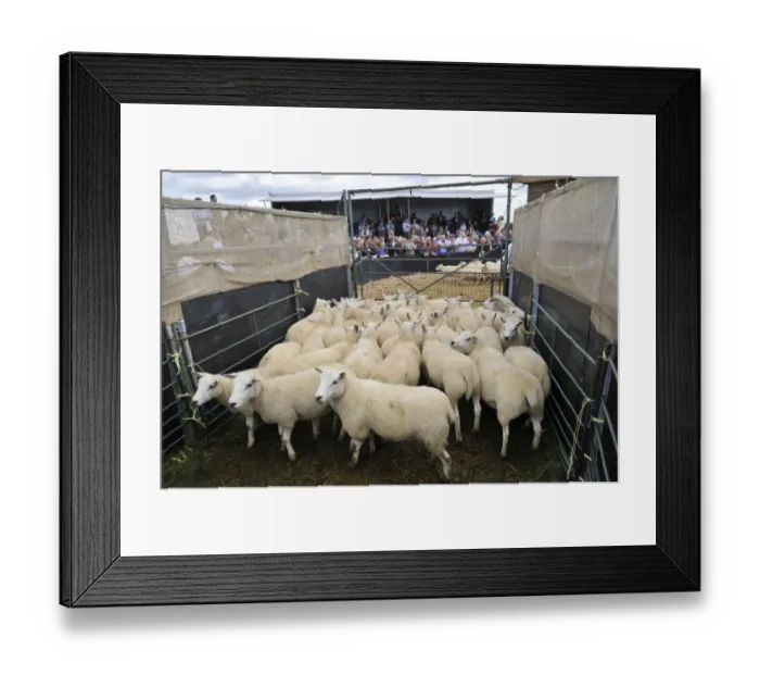 Framed Print : Sheep farming, breeding ewes penned beside auction ring, Thame Sheep Fair, Oxfordshire, England, August