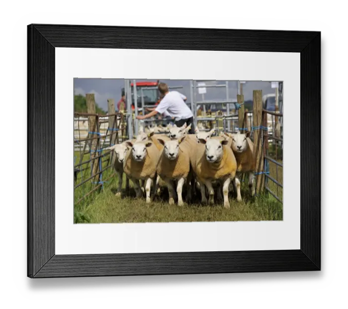 Framed Print : Sheep farming, ewes being moved to auction ring at sale, Thame Sheep Fair, Oxfordshire, England, August Framed Print : Sheep farming, ewes being moved to auction ring at sale, Thame Sheep Fair, Oxfordshire, England, August