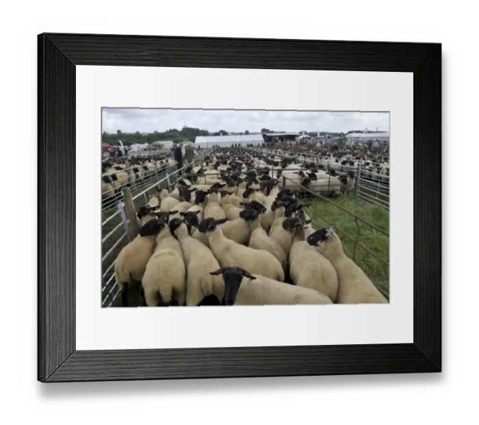 Framed Print : Sheep farming, Suffolk crossbred ewes in pens, waiting to be sold at sale, Thame Sheep Fair, Oxfordshire, England Framed Print : Sheep farming, Suffolk crossbred ewes in pens, waiting to be sold at sale, Thame Sheep Fair, Oxfordshire, England