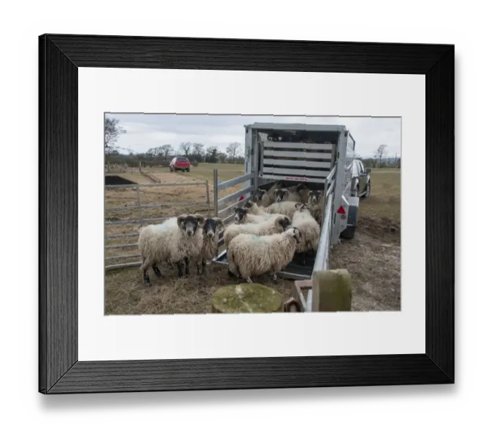 Framed Print : Sheep farming, loading Scottish Blackface ewes onto livestock trailer, Grimsargh, Lancashire, England, March Framed Print : Sheep farming, loading Scottish Blackface ewes onto livestock trailer, Grimsargh, Lancashire, England, March