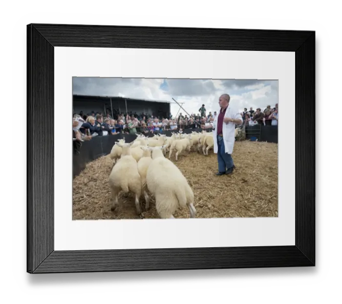 Framed Print : Sheep farming, stockman and breeding ewes in auction ring, Thame Sheep Fair, Oxfordshire, England, August Framed Print : Sheep farming, stockman and breeding ewes in auction ring, Thame Sheep Fair, Oxfordshire, England, August