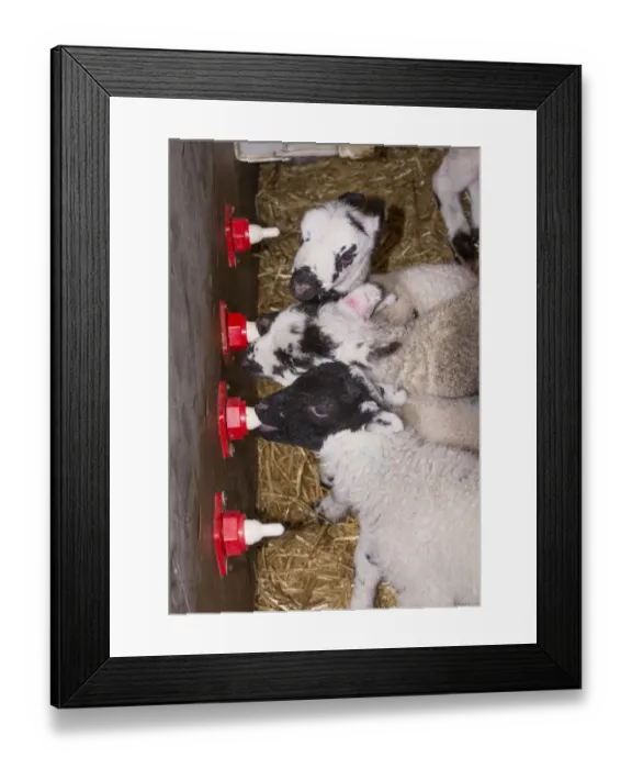 Framed Print : Sheep farming, orphan Swaledale and mule lambs feeding on milk from automatic drinker, Chipping, Lancashire, England Framed Print : Sheep farming, orphan Swaledale and mule lambs feeding on milk from automatic drinker, Chipping, Lancashire, England