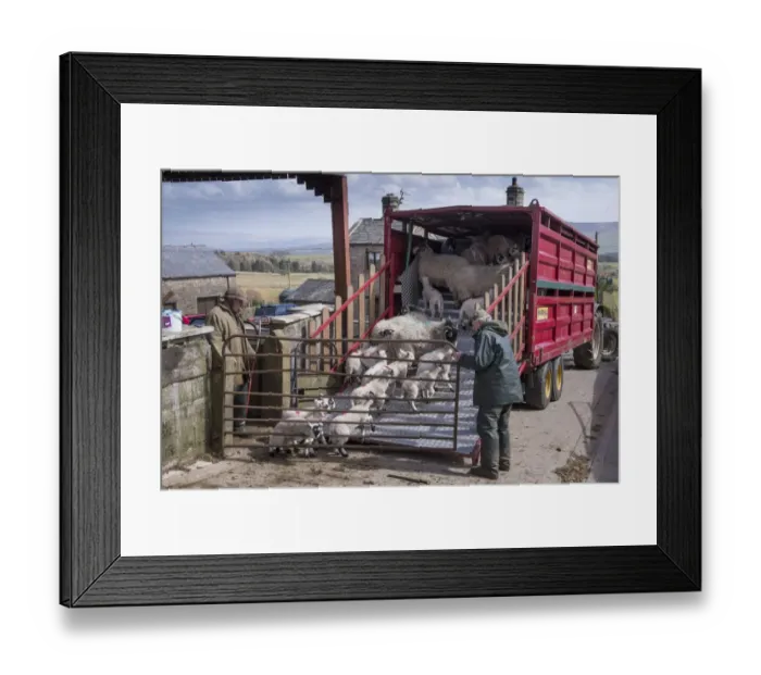 Framed Print : Sheep farming, farmers loading ewes and lambs onto livestock trailer in farmyard, Chipping, Lancashire, England, April Framed Print : Sheep farming, farmers loading ewes and lambs onto livestock trailer in farmyard, Chipping, Lancashire, England, April