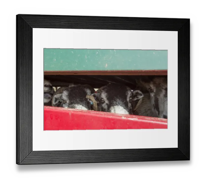Framed Print : Sheep farming, Swaledale ewes looking out from livestock trailer, Chipping, Lancashire, England, April