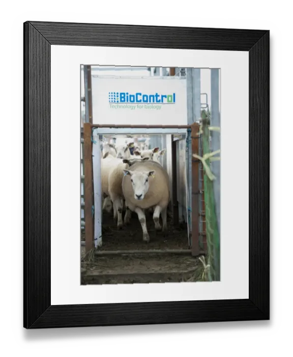 Framed Print : Sheep farming, ewes going through BioControl automatic electronic tag reader machine at sale, Thame Sheep Fair Framed Print : Sheep farming, ewes going through BioControl automatic electronic tag reader machine at sale, Thame Sheep Fair