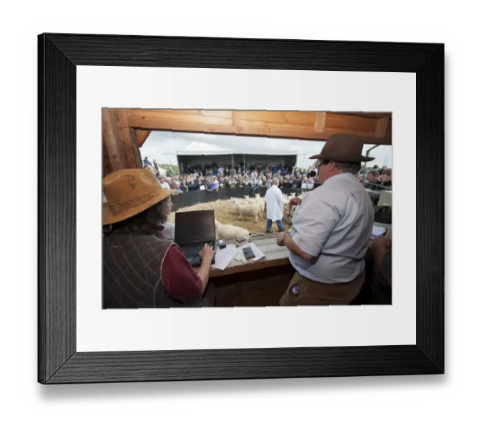 Framed Print : Sheep farming, auctioneer selling breeding ewes in auction ring at sale, Thame Sheep Fair, Oxfordshire, England, August Framed Print : Sheep farming, auctioneer selling breeding ewes in auction ring at sale, Thame Sheep Fair, Oxfordshire, England, August