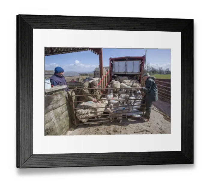 Framed Print : Sheep farming, farmers loading ewes and lambs onto livestock trailer in farmyard, Chipping, Lancashire, England, April Framed Print : Sheep farming, farmers loading ewes and lambs onto livestock trailer in farmyard, Chipping, Lancashire, England, April