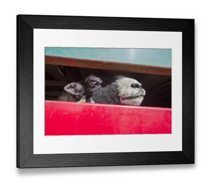 Framed Print : Sheep farming, Swaledale ewe looking out from livestock trailer, Chipping, Lancashire, England, April Framed Print : Sheep farming, Swaledale ewe looking out from livestock trailer, Chipping, Lancashire, England, April