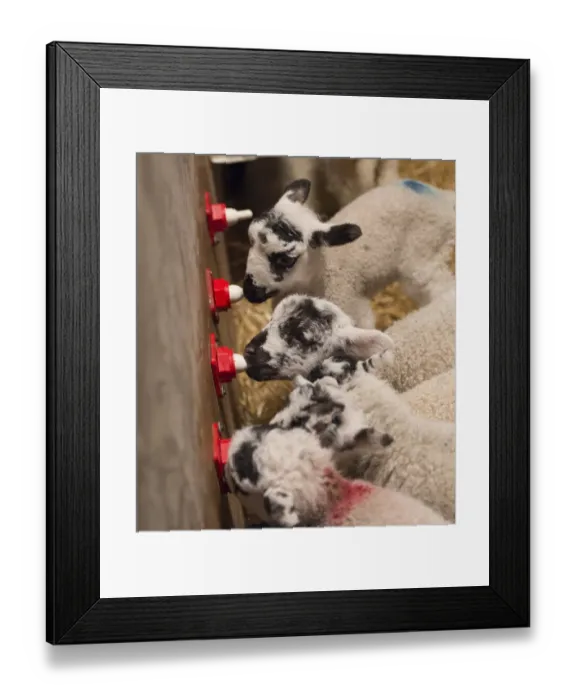 Framed Print : Sheep farming, orphan mule lambs feeding on milk from automatic drinker, Chipping, Lancashire, England, April Framed Print : Sheep farming, orphan mule lambs feeding on milk from automatic drinker, Chipping, Lancashire, England, April