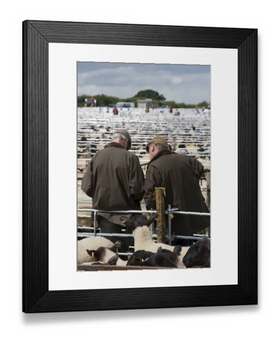 Framed Print : Sheep farming, two elderly farmers talking amongst pens at sale, Thame Sheep Fair, Oxfordshire, England, August